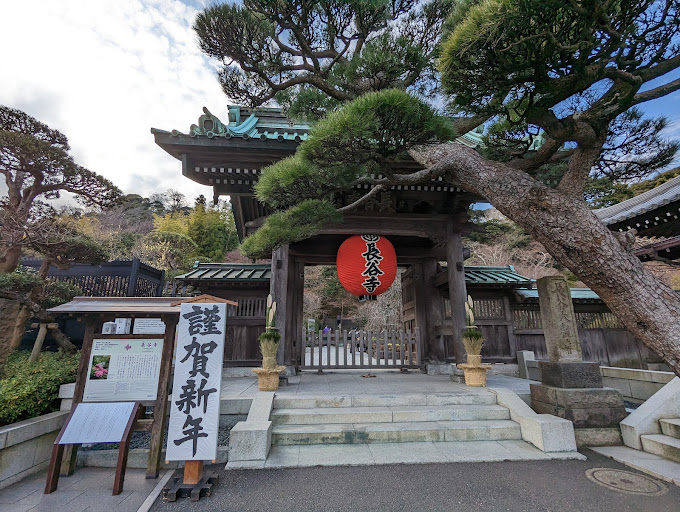 Hasedera